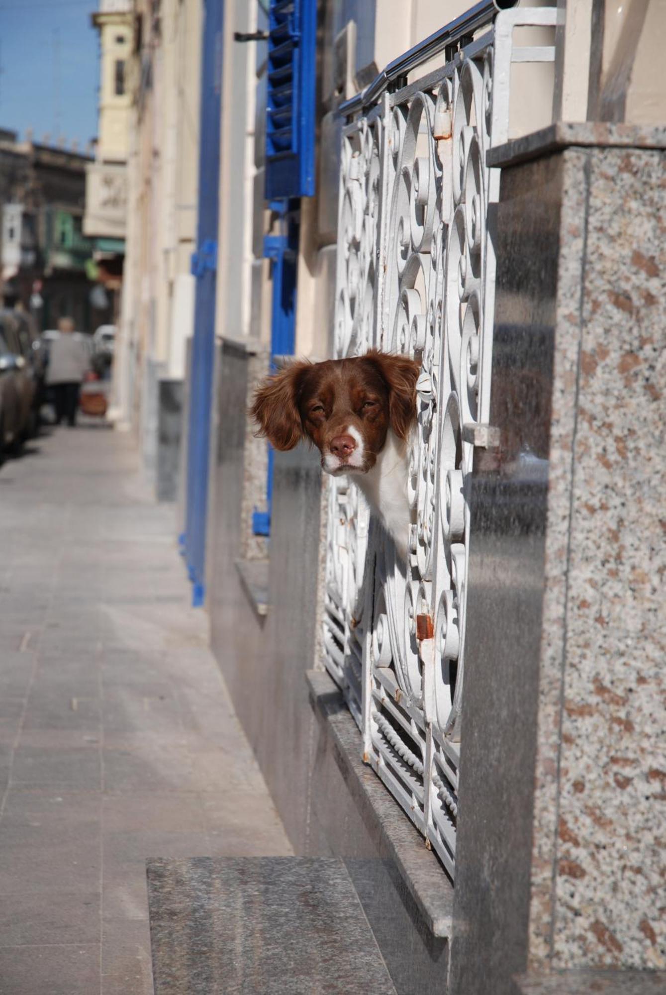 The Burrow Guest House Tarxien Exterior foto
